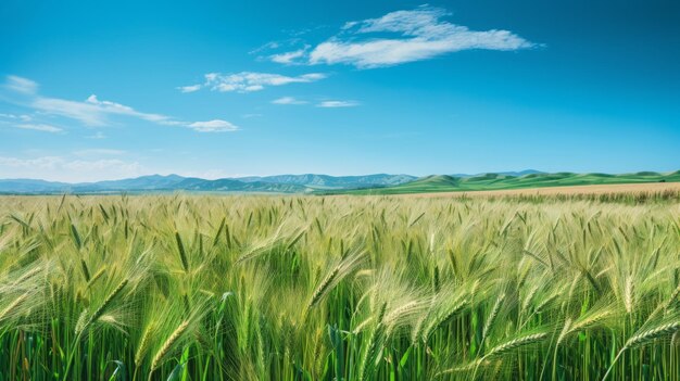 Golden Wheat Field Under Clear Blue Sky