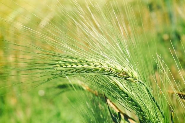 Golden wheat field close up