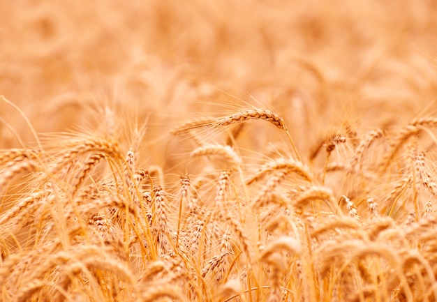 Golden wheat Field closeup