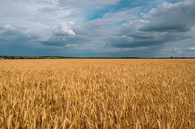 Golden wheat field in cloudy weather.