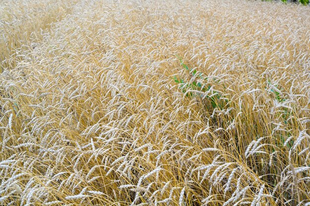 Golden wheat field in the hot summer sunny day. Field of ripening rye in a summer day. Rye ears close-up.