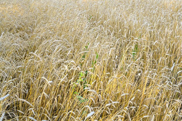 Campo di grano dorato nella calda giornata di sole estivo. campo di segale in maturazione in un giorno d'estate. primo piano delle orecchie di segale.