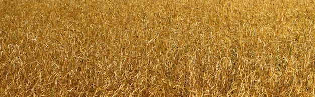 Golden wheat field natural backgrounds panoramic view