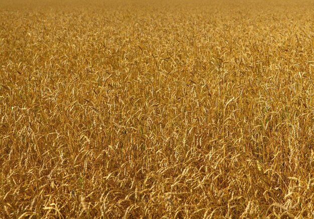 Golden wheat field natural backgrounds