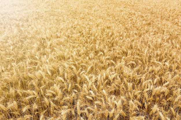 Golden wheat field ready to be harvested.