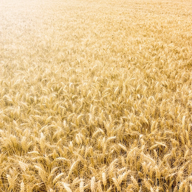 Golden wheat field ready to be harvested.