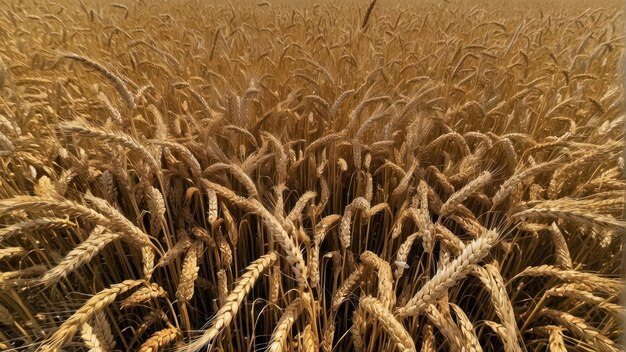 Golden wheat field ready for harvest