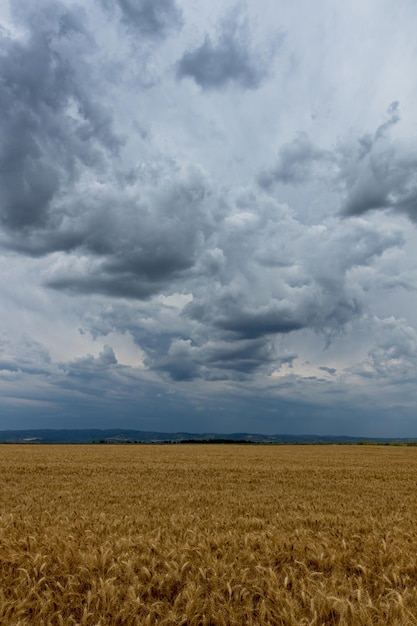 Golden wheat field and  Storm clouds.