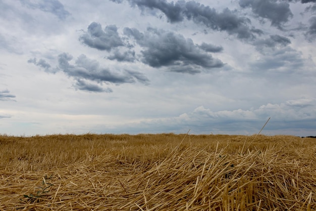 Golden wheat field and  Storm clouds.