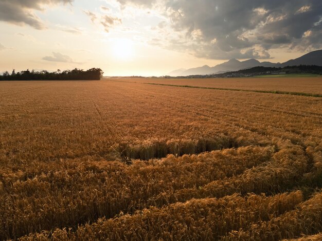 夏の夕方の夕暮れの黄金の小麦畑の空中撮影自然コンセプト