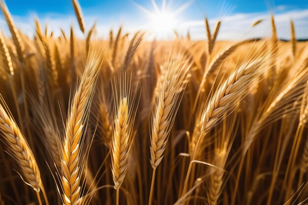 golden wheat field in summer Generative AI