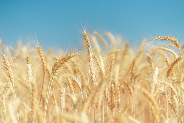 Photo golden wheat field in summer