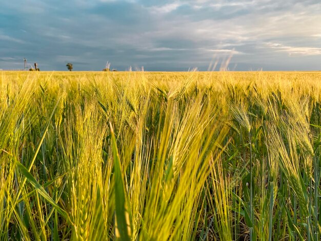 golden wheat field in summer