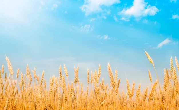 Golden wheat field in sunlight