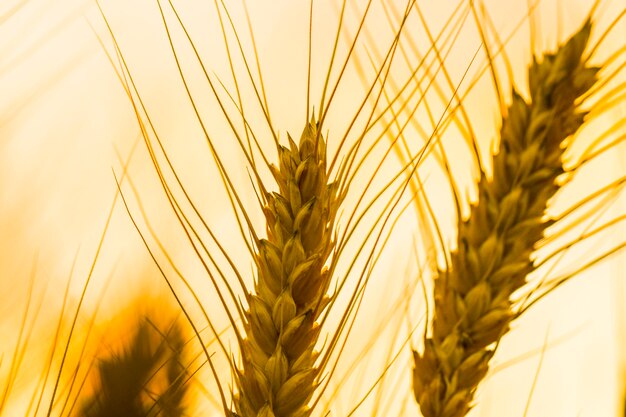 The golden wheat field and sunny day