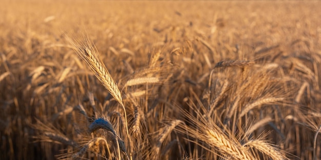 Golden wheat field and sunny day