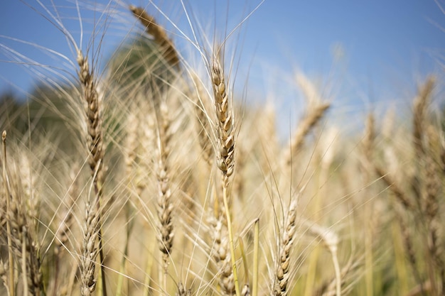 Golden wheat field and sunny day