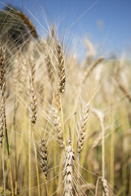 Campo di grano dorato e giornata di sole