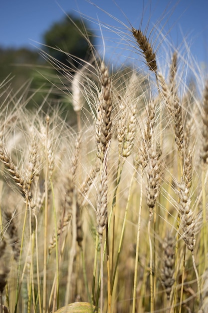 Campo di grano dorato e giornata di sole