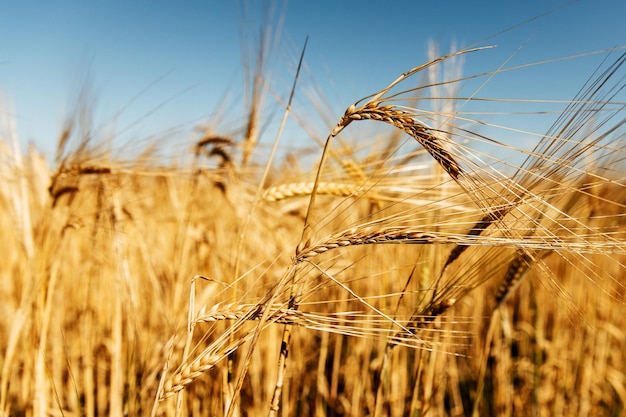 Golden wheat field and sunny day