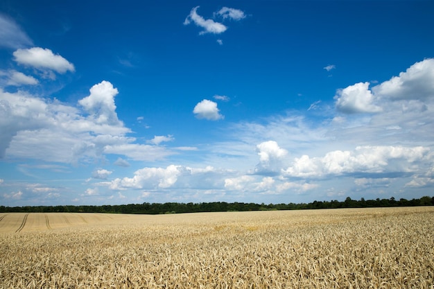 Golden wheat field and sunny day