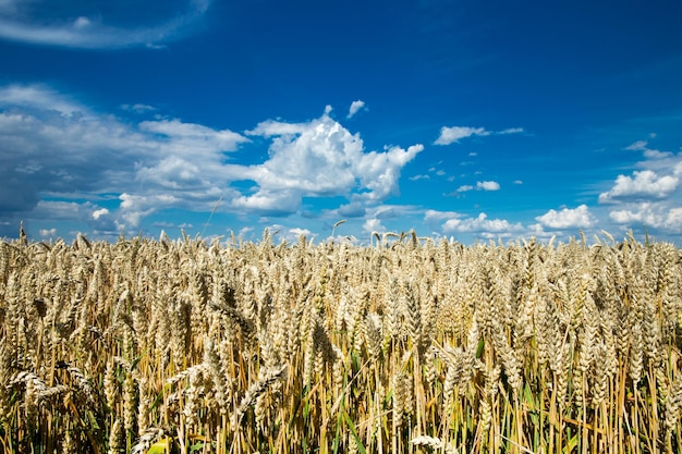 Golden wheat field and sunny day