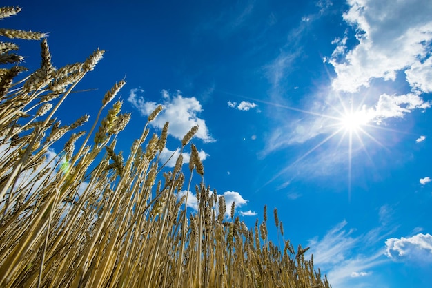 Golden wheat field and sunny day