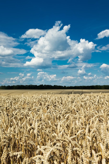 Golden wheat field and sunny day