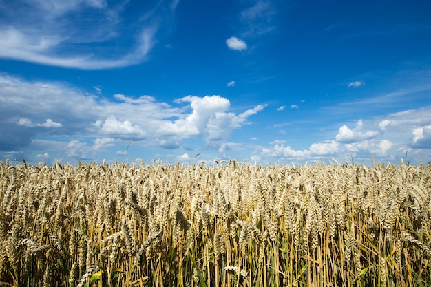 Golden wheat field and sunny day