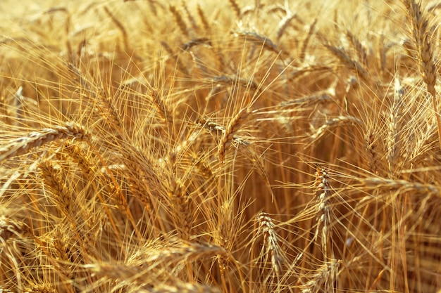 Golden wheat field and sunny day