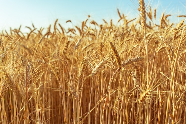 Giacimento di grano dorato e giorno soleggiato