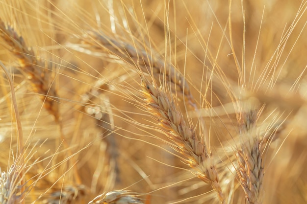 Giacimento di grano dorato e giorno soleggiato