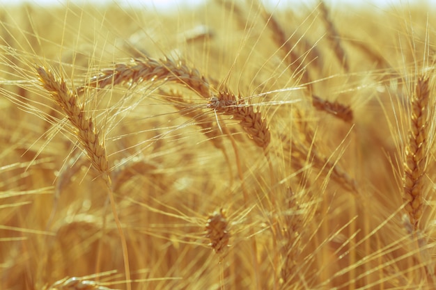 Golden wheat field and sunny day