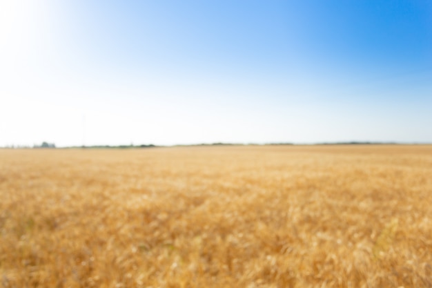 Golden wheat field and sunny day