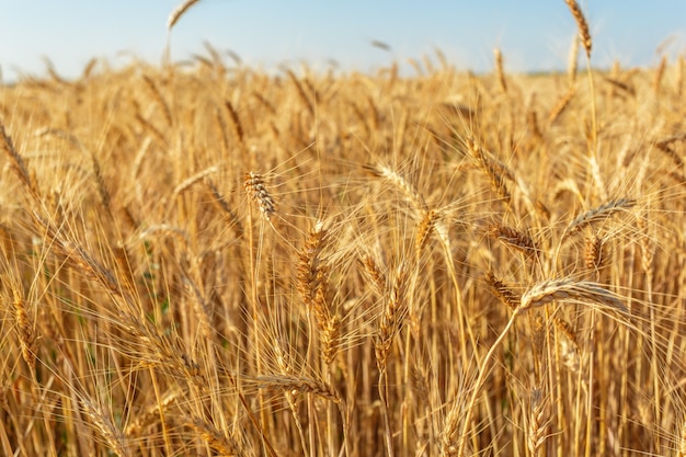 Golden wheat field and sunny day