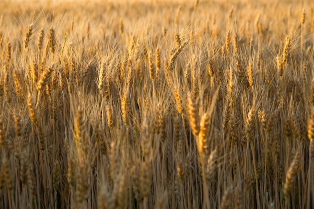 Golden wheat field at sunrise early in the morning with beautiful horizon and blue sky in background harvesting time in summer yellow wheat ears and spikes on long stem at sunlight Ukraine