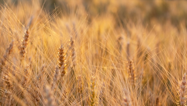 Campo di grano dorato al tramonto con riflessi di sole nelle spighette di grano