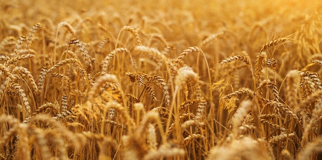 Golden wheat field and sunset