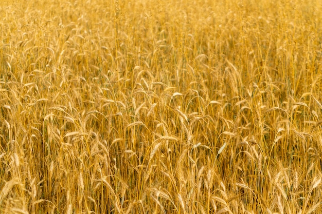 Golden wheat field texture background harvest concept