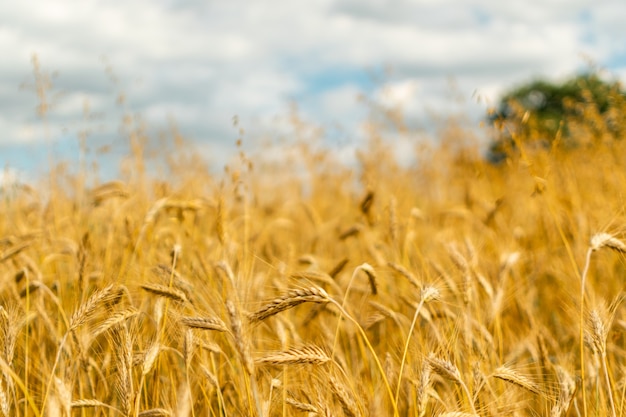 Golden wheat field texture background harvest concept