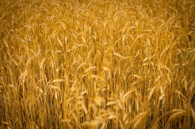 Golden wheat field texture background harvest concept