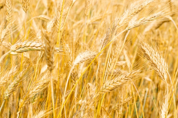 Golden wheat field texture background harvest concept