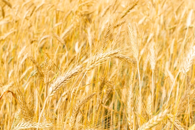 Golden wheat field texture background harvest concept