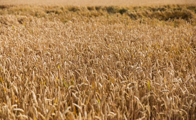 Golden wheat field