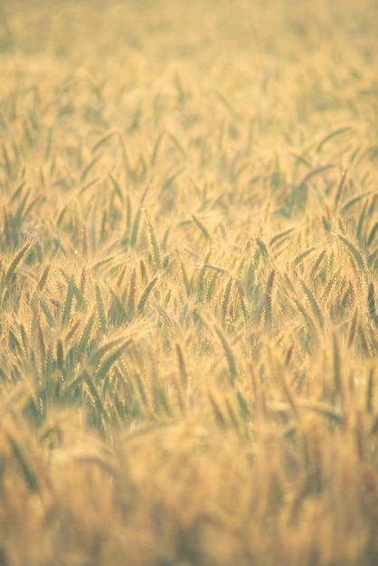 Photo golden wheat field