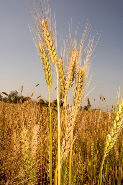 Golden wheat field