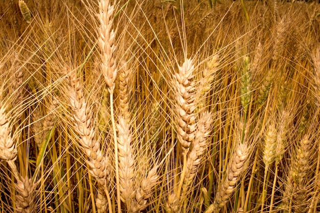 Golden wheat field