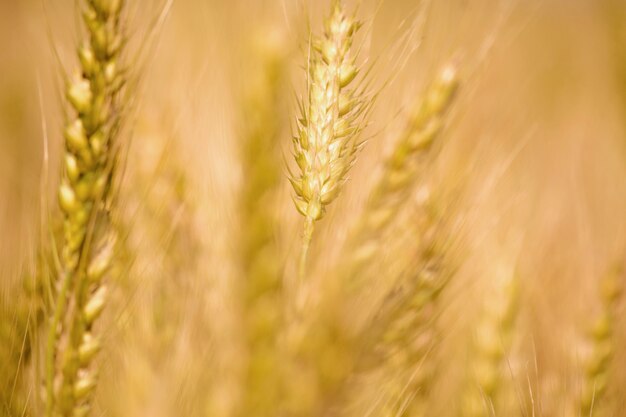 Golden wheat field