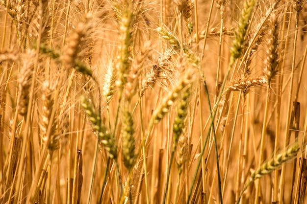 Photo golden wheat field