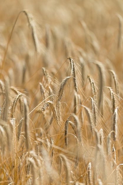 Golden Wheat Field